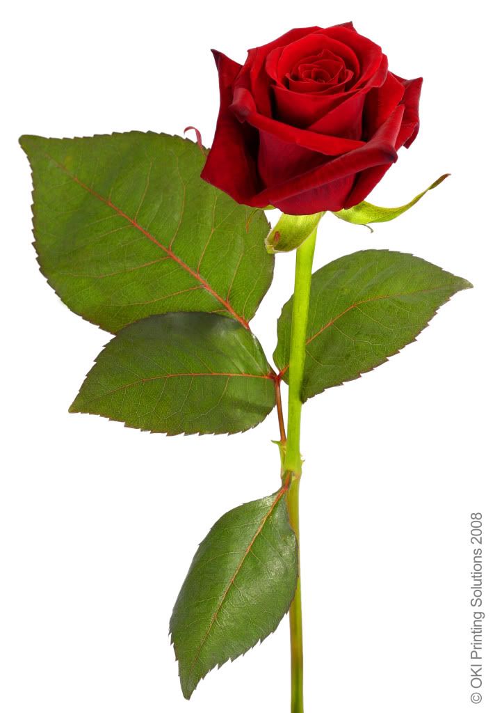 rose Pictures, Images and Photos