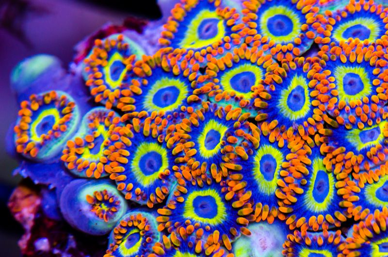 fruit loops zoa fs Reef Central Online Community