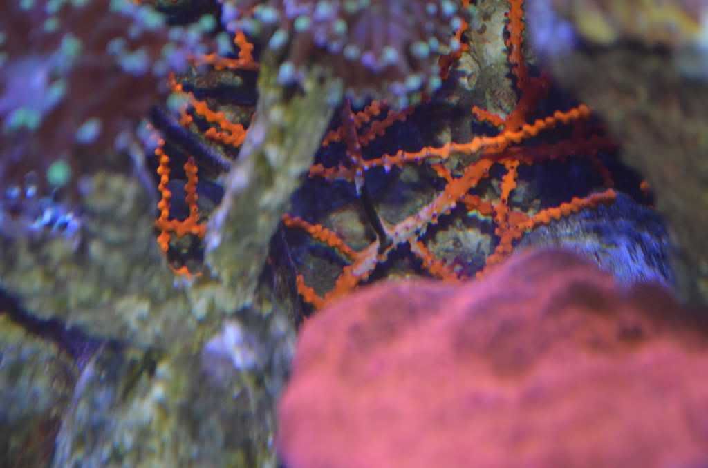 gorgonian eaten area