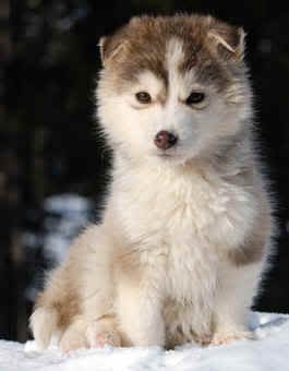 http://i879.photobucket.com/albums/ab355/chiwis_puppy/Album/alaskan-malamute-puppy-1.jpg