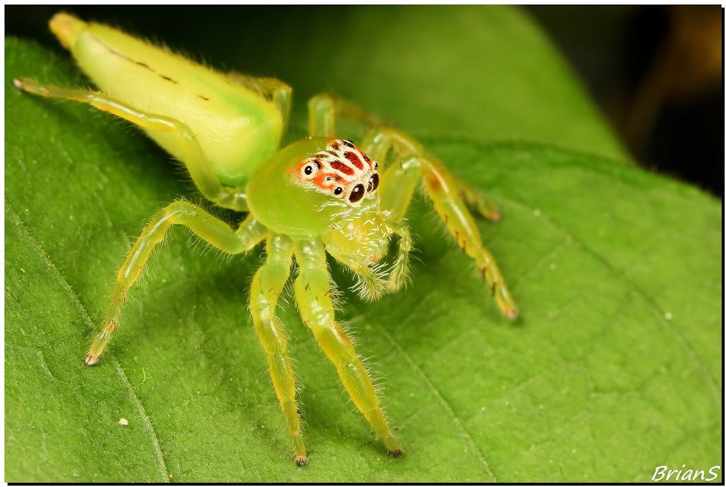 IMAGE: http://i879.photobucket.com/albums/ab358/Brian-Seccombe/Macro-bugs/2011_09_23-NorthernGreenJumpingSpider-01-IMG_5176-Sig.jpg