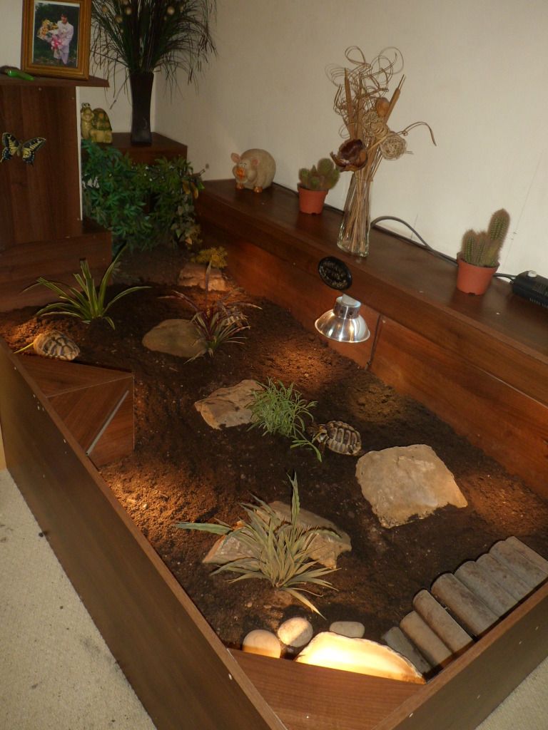 My Indoor Enclosures Indoor Enclosures Tortoise Forum