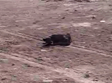 Soldados estadounidenses maltratan a un perro discapacitado Soldados estadounidenses maltratan a un perro discapacitado