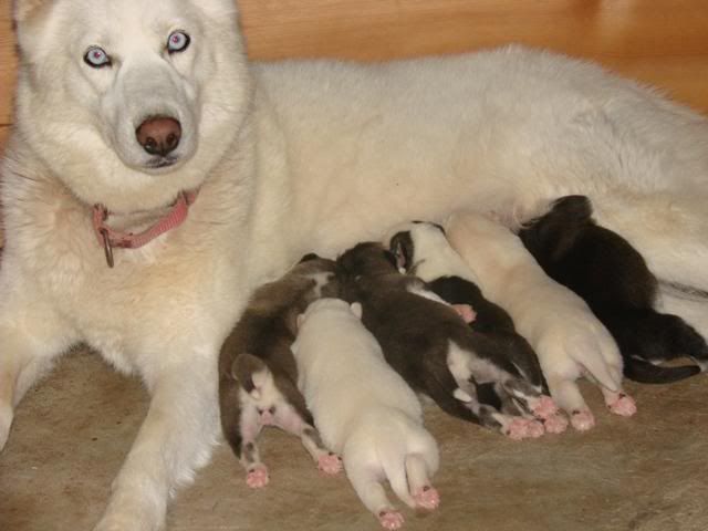 1weekoldmomandlitter.jpg